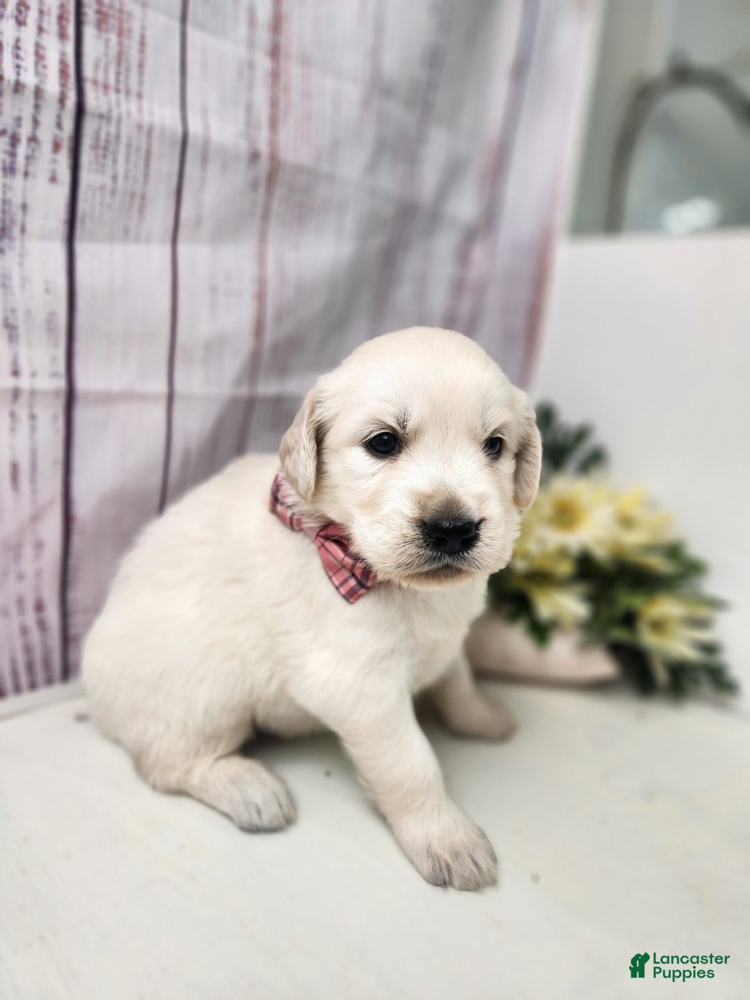 Golden Retriever dogs for sale: Lacy - Listing for pets: Lacy - Image 3