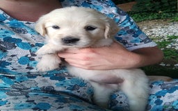 Golden Retriever dogs for sale: Pixie - Image 10