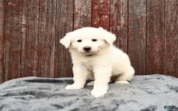 Great Pyrenees dogs for sale: Lilac - Image 1