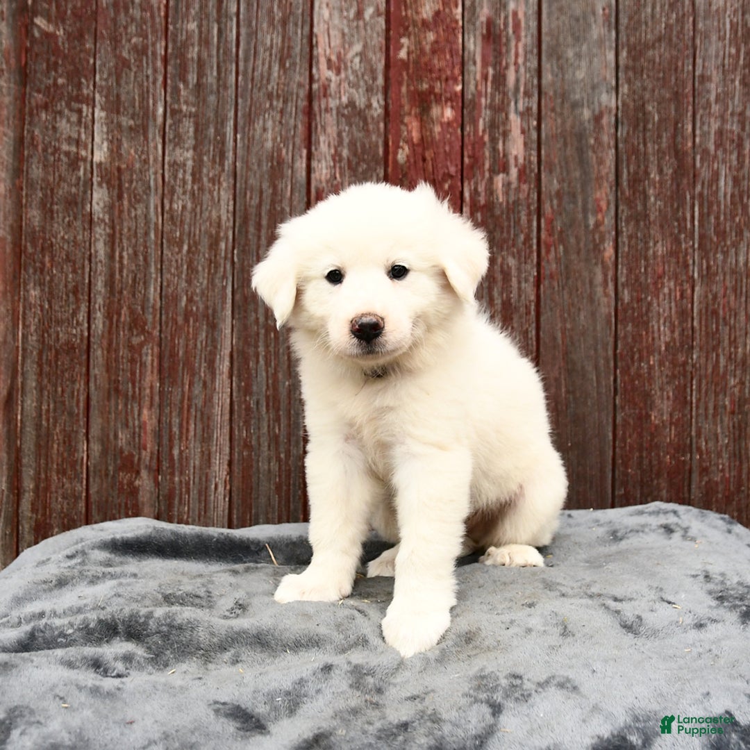Great Pyrenees dogs for sale: Lilac - Image 1