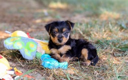 Yorkshire Terrier dogs for sale: Holly - Image 4