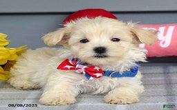Maltipoo dogs for sale: Mason - Image 5