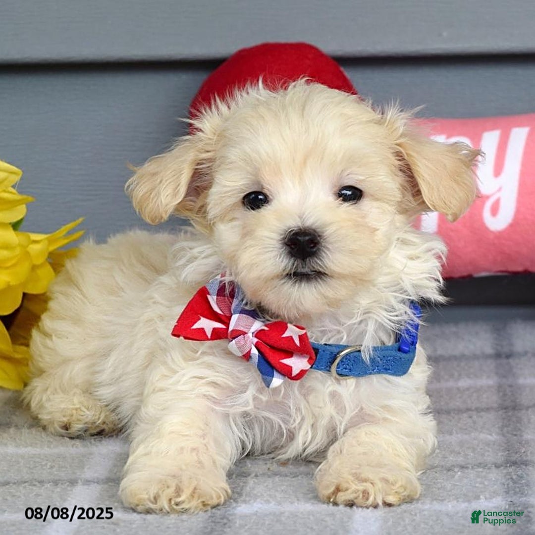 Maltipoo dogs for sale: Mason - Image 5