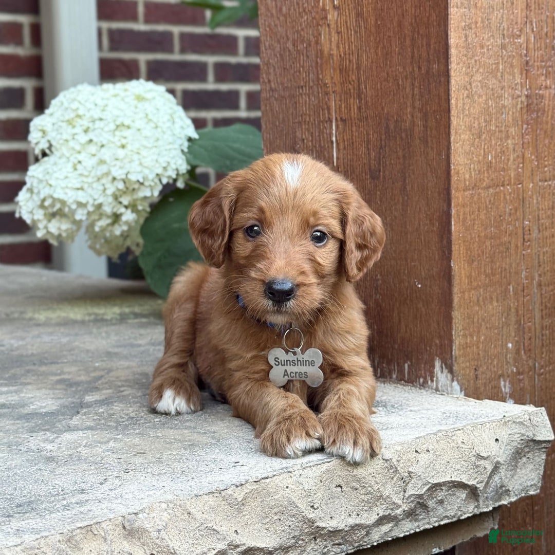 Goldendoodle dogs for sale: Ranger - Image 1