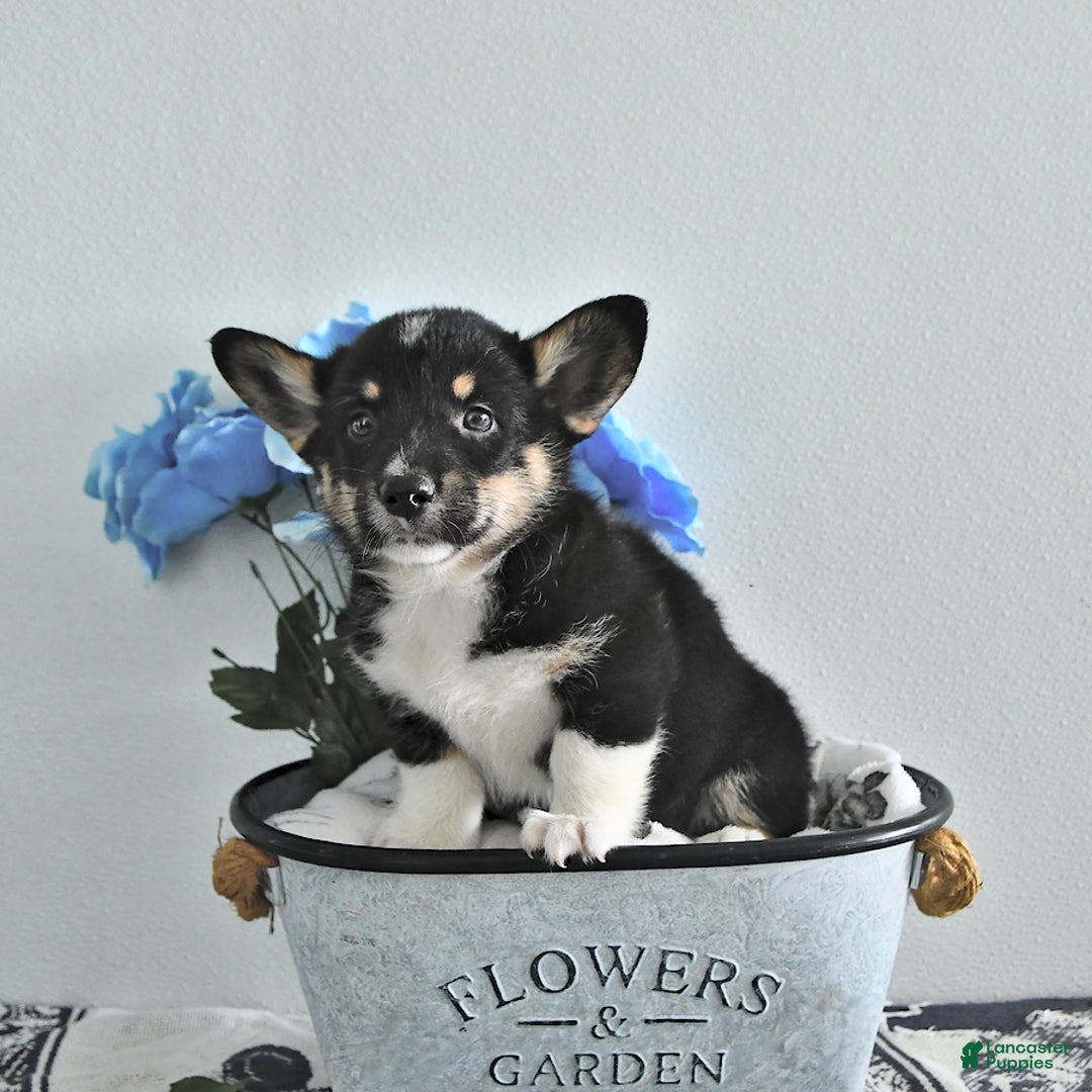 Welsh Corgi Pembroke dogs for sale: Welsh Corgi (Pembroke) 9 puppies - Image 13