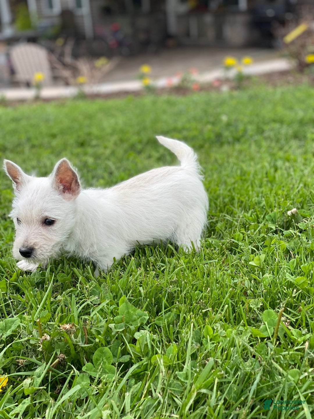 West Highland Terrier dogs for sale: Wyatt - Image 2