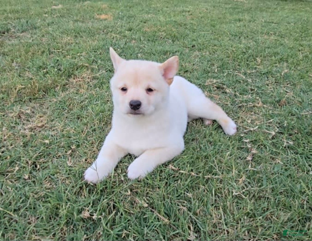 Shiba Inu dogs for sale: Hiko - Image 6