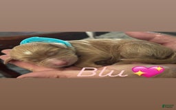 Goldendoodle dogs for sale: Blu - Image 1