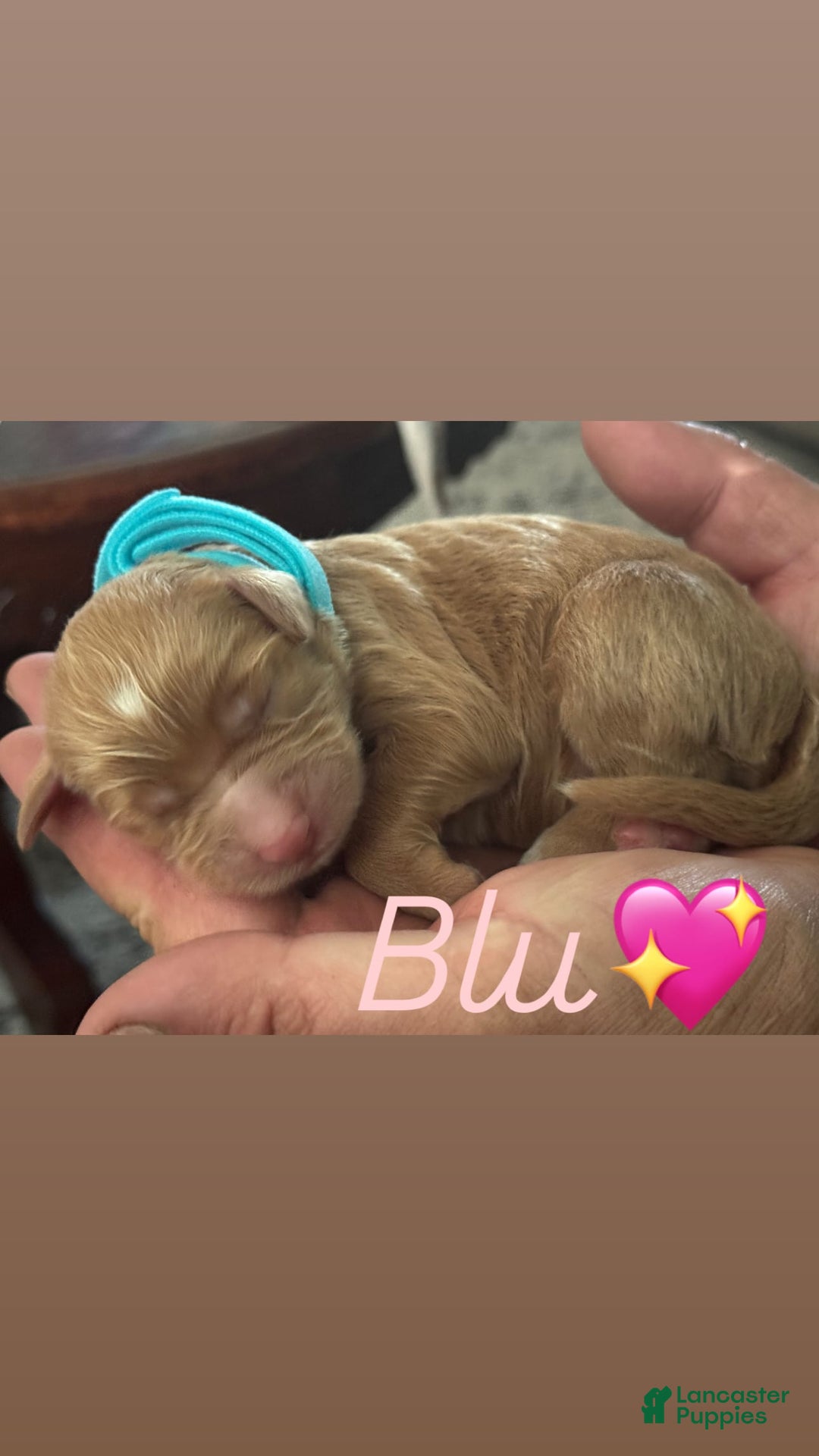 Goldendoodle dogs for sale: Blu - Image 1