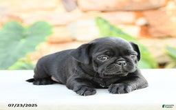 Pug dogs for sale: Jennie - Image 5