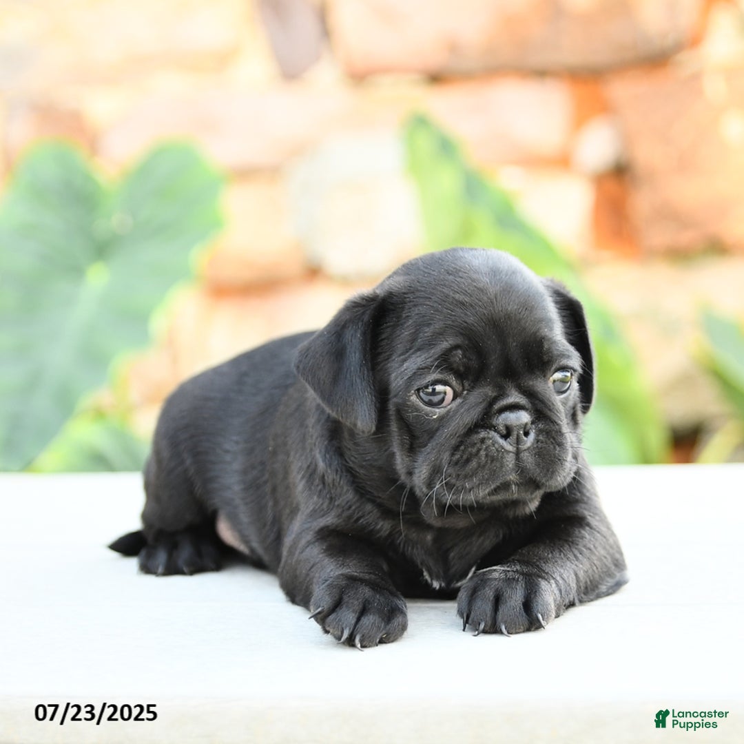 Pug dogs for sale: Jennie - Image 5