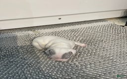 French Bulldog dogs for sale: Wendy - Image 2