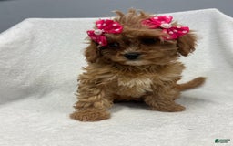 Cavapoo dogs for sale: Bella - Image 3