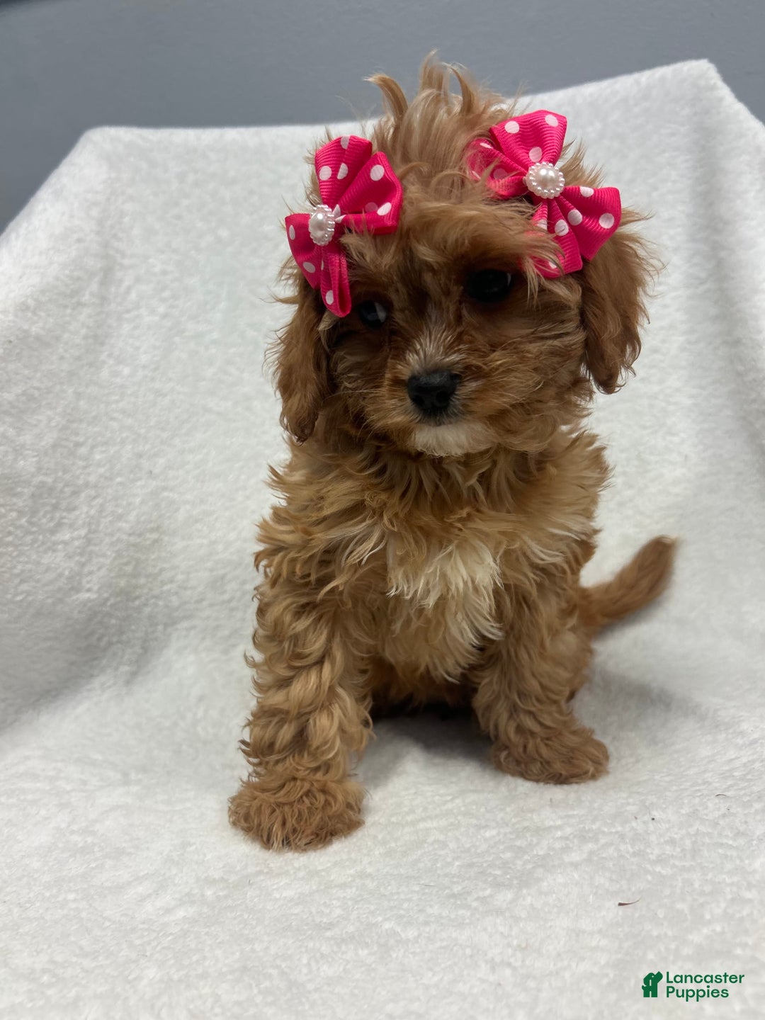 Cavapoo dogs for sale: Bella - Image 3
