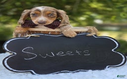 Miniature Dachshund dogs for sale: Sweets - Image 6
