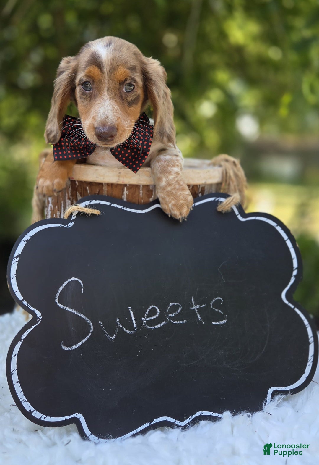 Miniature Dachshund dogs for sale: Sweets - Image 6