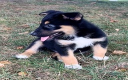 Alaskan Malamute dogs for sale: Eddie - Image 2