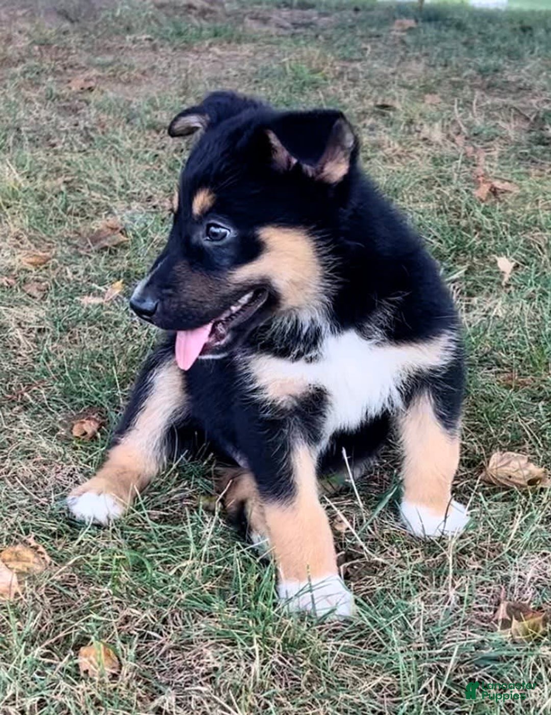 Alaskan Malamute dogs for sale: Eddie - Image 2
