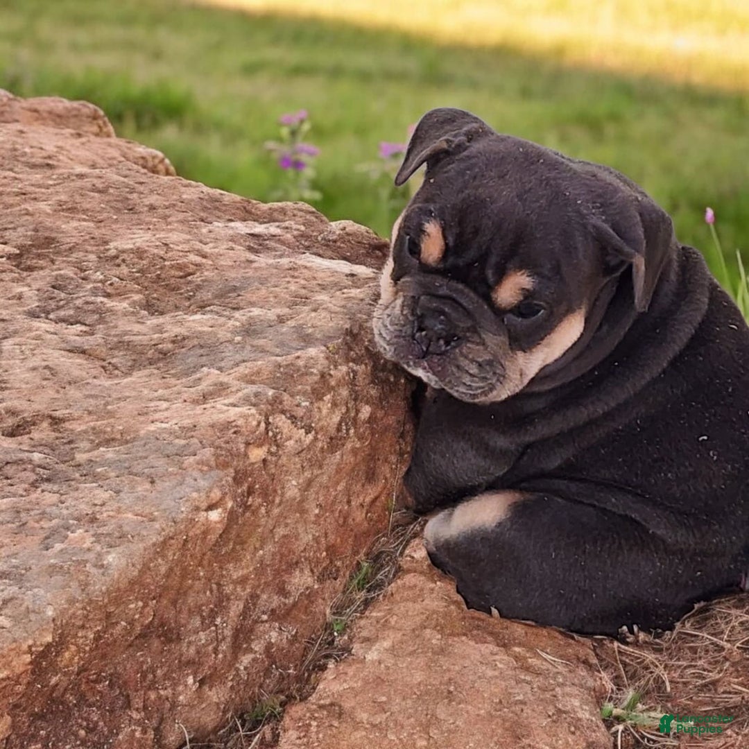 English Bulldog dogs for sale: Blue - Image 4