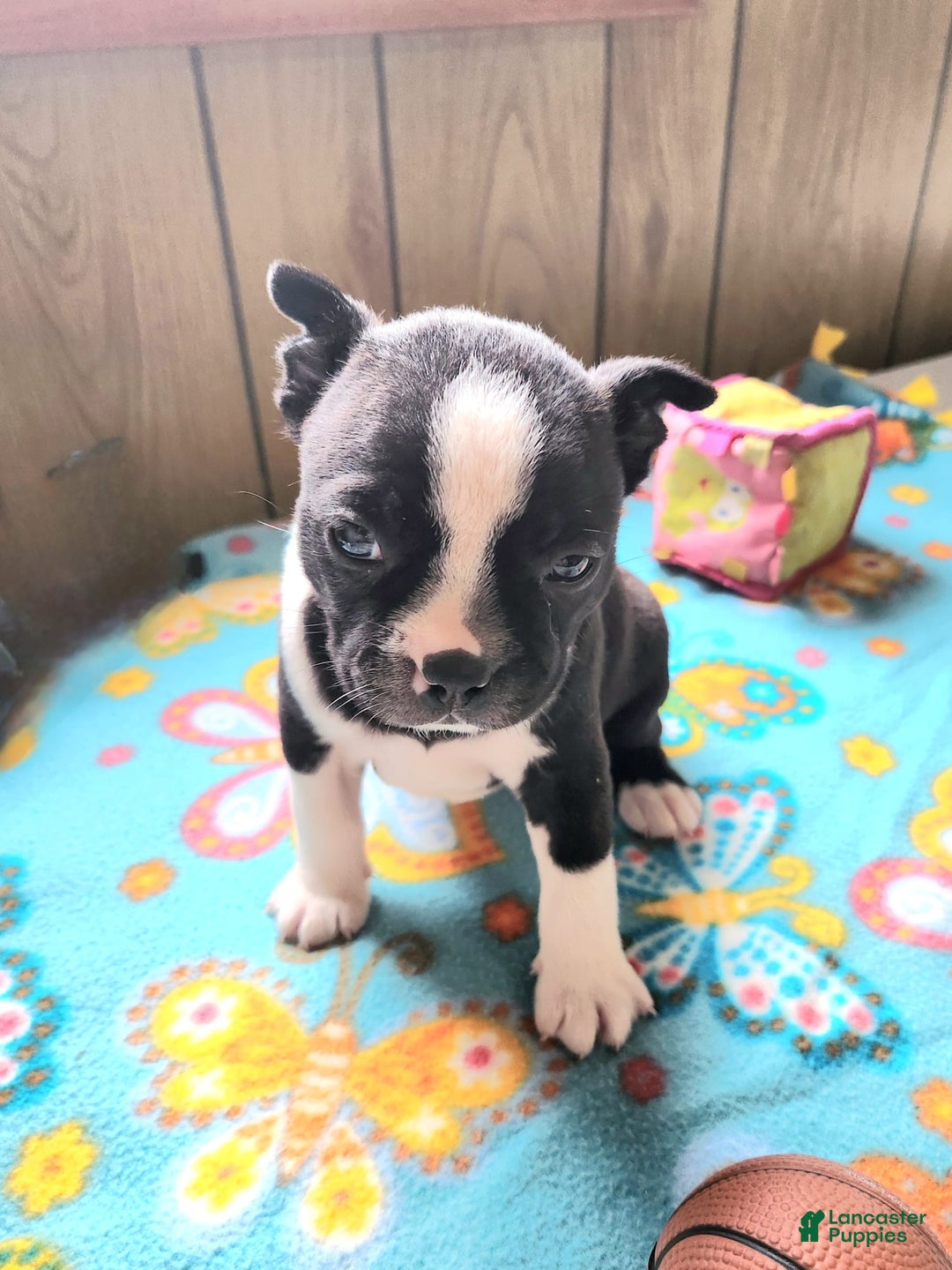 Boston Terrier dogs for sale: Sampson - Image 2