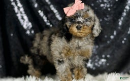 Miniature Poodle dogs for sale: Sharon - Image 7