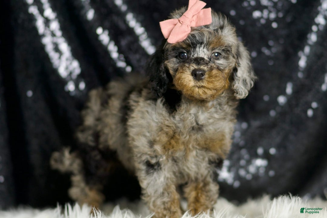 Miniature Poodle dogs for sale: Sharon - Image 7