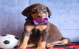 Doberman Pinscher dogs for sale: Dixie - Image 6