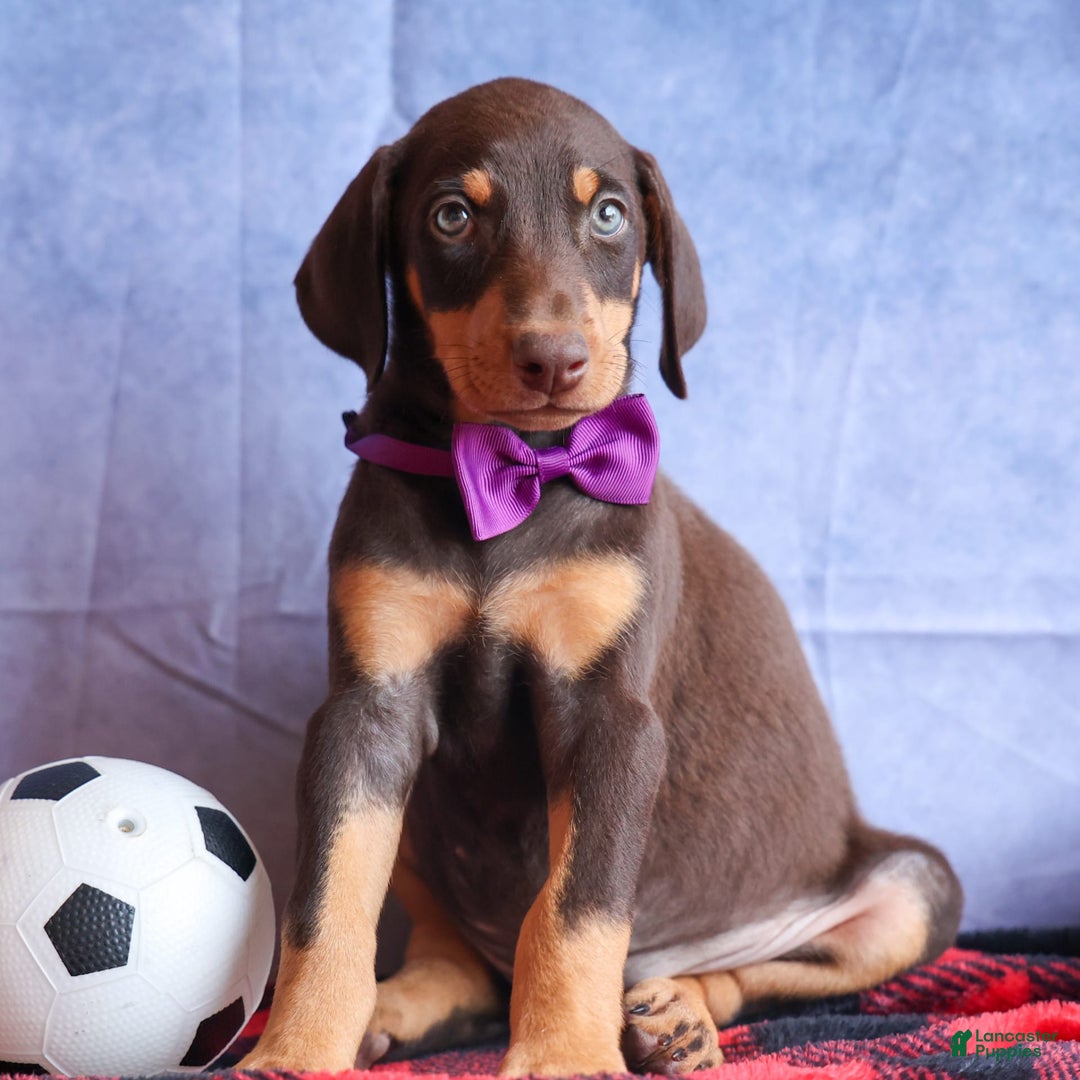 Doberman Pinscher dogs for sale: Dixie - Image 6