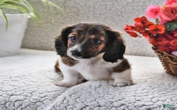 Miniature Dachshund dogs for sale: Miniature Dachshund 4 puppies - Image 4