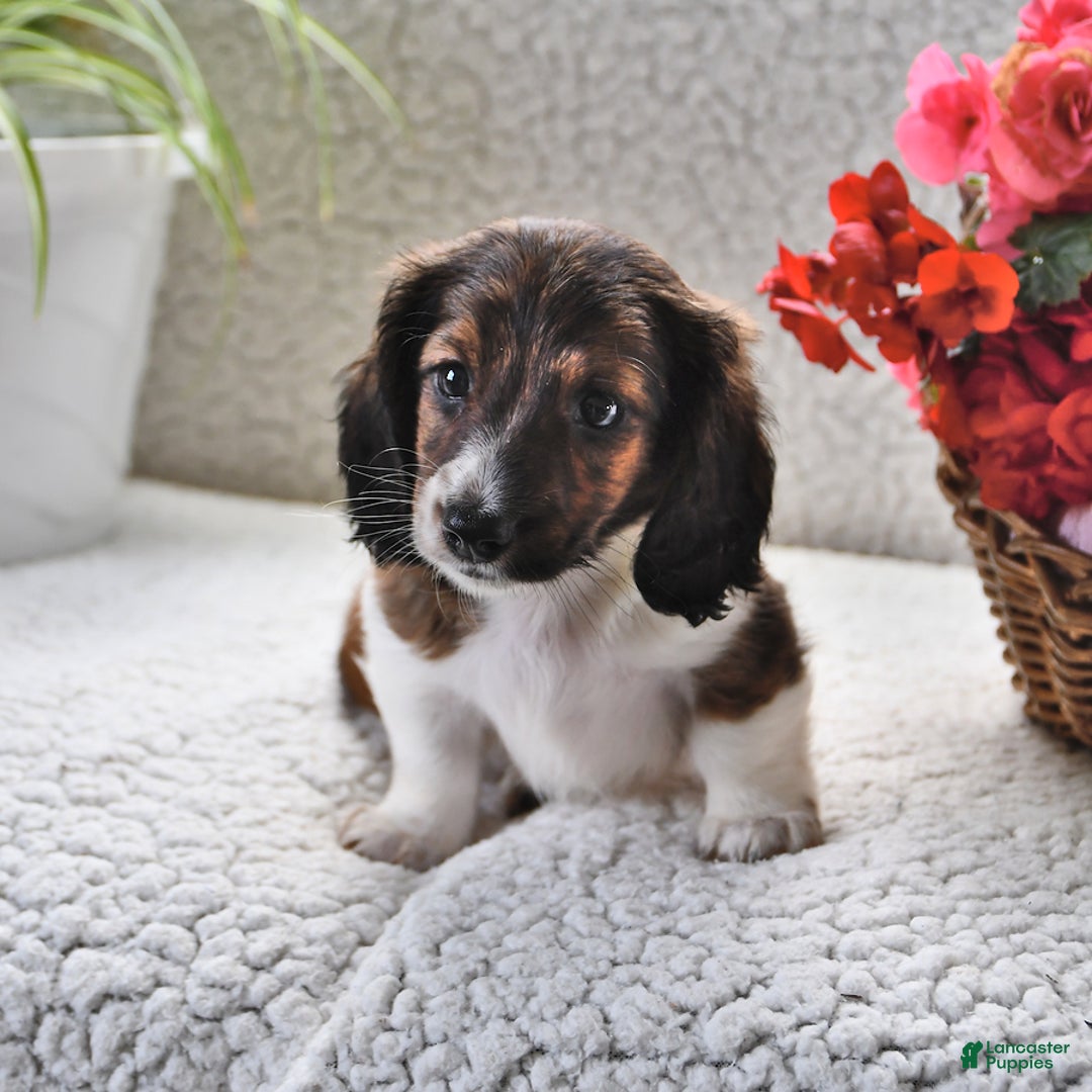 Miniature Dachshund dogs for sale: Miniature Dachshund 4 puppies - Image 4