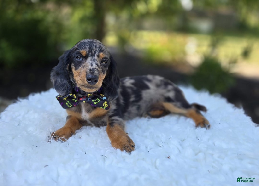 Miniature Dachshund dogs for sale: Albert - Image 16