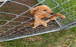 Goldendoodle dogs for sale: Daisy - Image 5