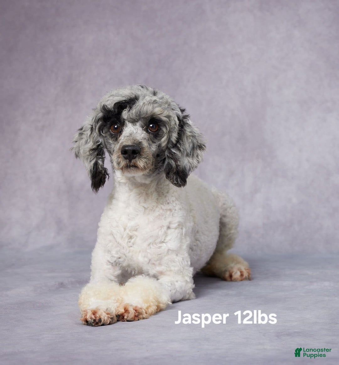 Mini Bernedoodle dogs for sale: Jewel - Image 14