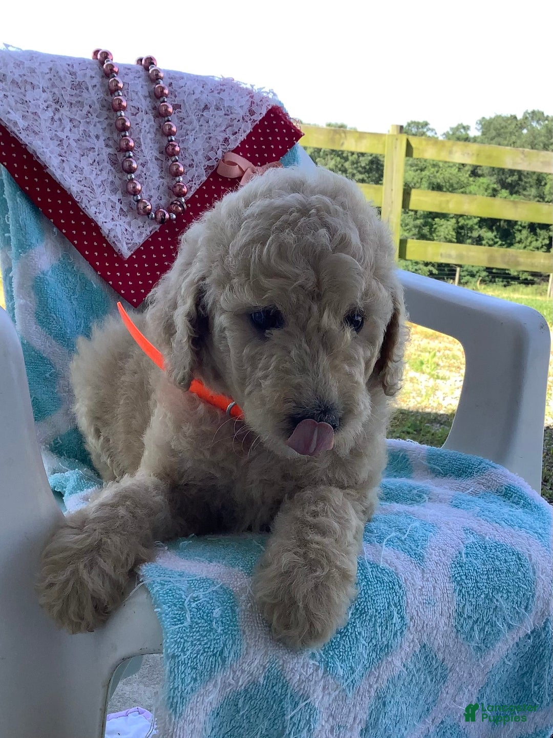 Goldendoodle dogs for sale: Sadie -f1b Goldendoodle - Image 5