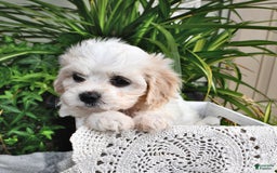 Cavachon dogs for sale: Millie - Image 1