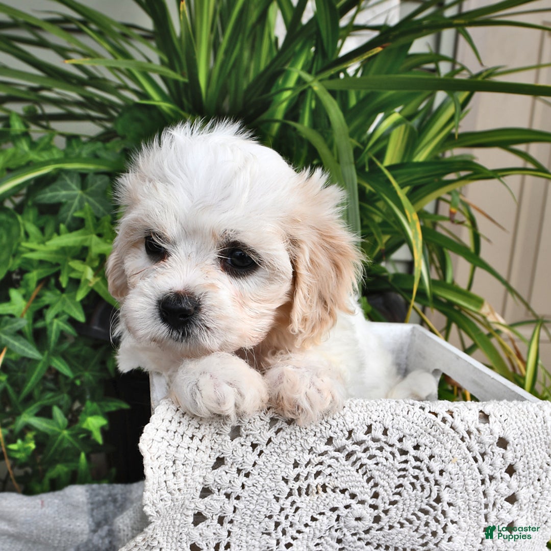Cavachon dogs for sale: Millie - Image 1