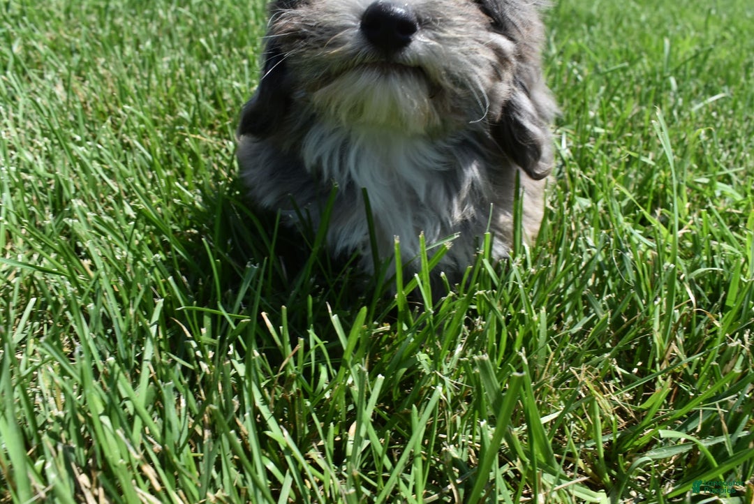 Havapoo dogs for sale: Zorro - Image 9