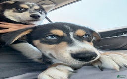 Siberian Husky dogs for sale: Siberian Husky 3 puppies - Image 4