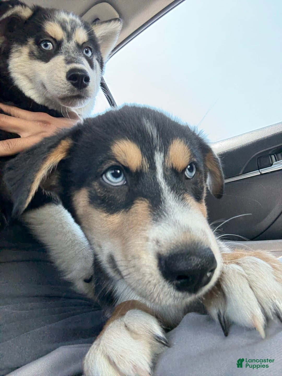 Siberian Husky dogs for sale: Siberian Husky 3 puppies - Image 4