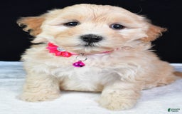 Maltipoo dogs for sale: Brook - Image 1