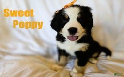 Bernese Mountain Dog dogs for sale: Poppy - Image 4