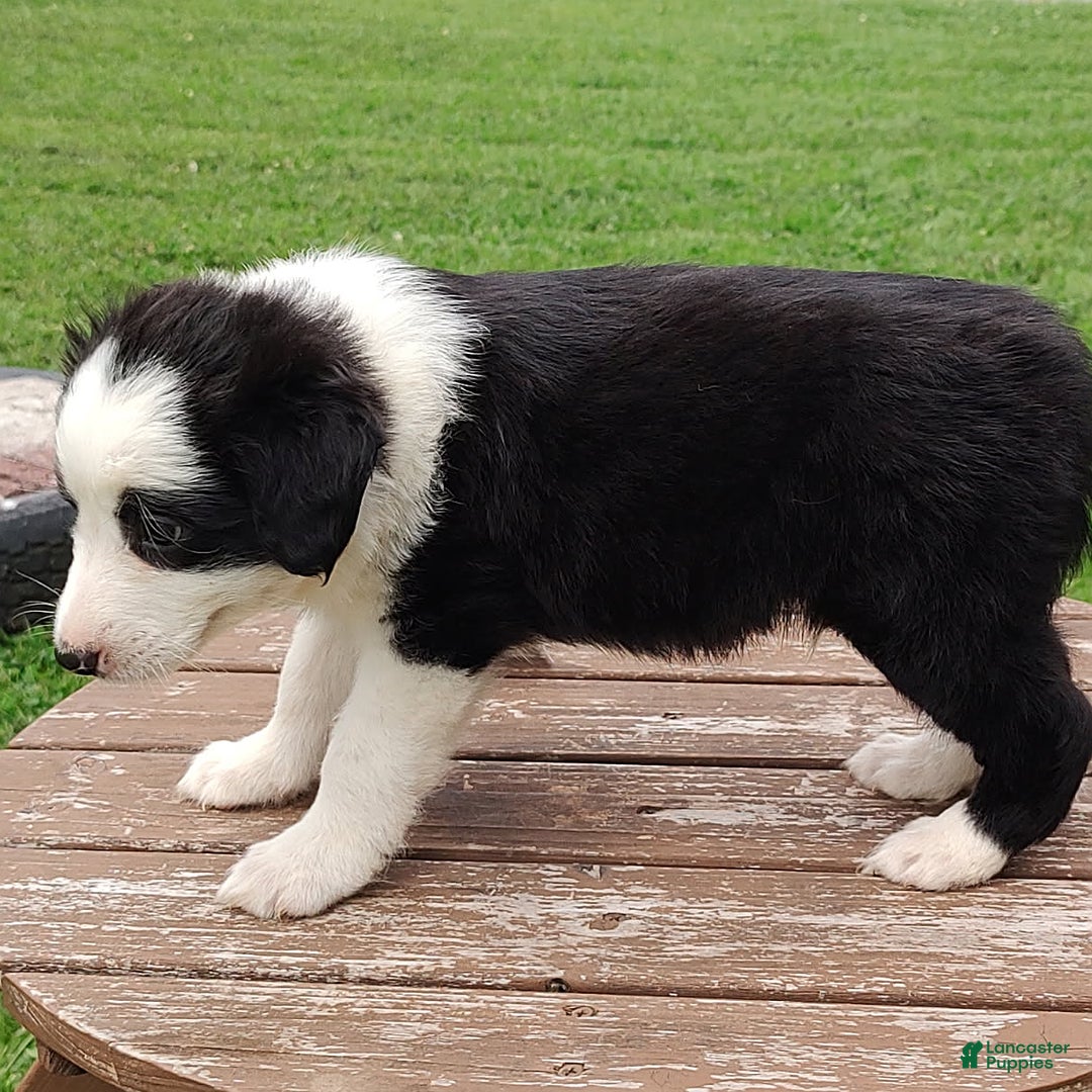 Border Collie dogs for sale: Timber - Image 2