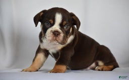 Beabull dogs for sale: Winston - Image 11
