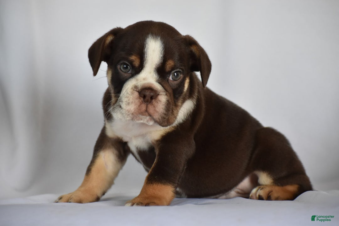 Beabull dogs for sale: Winston - Image 11