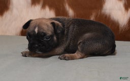 French Bulldog dogs for sale: SNOOPY FAWN AND BLACK - Image 3