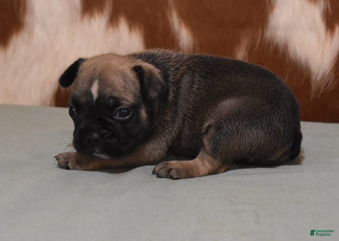 French Bulldog dogs for sale: SNOOPY FAWN AND BLACK - Image 3