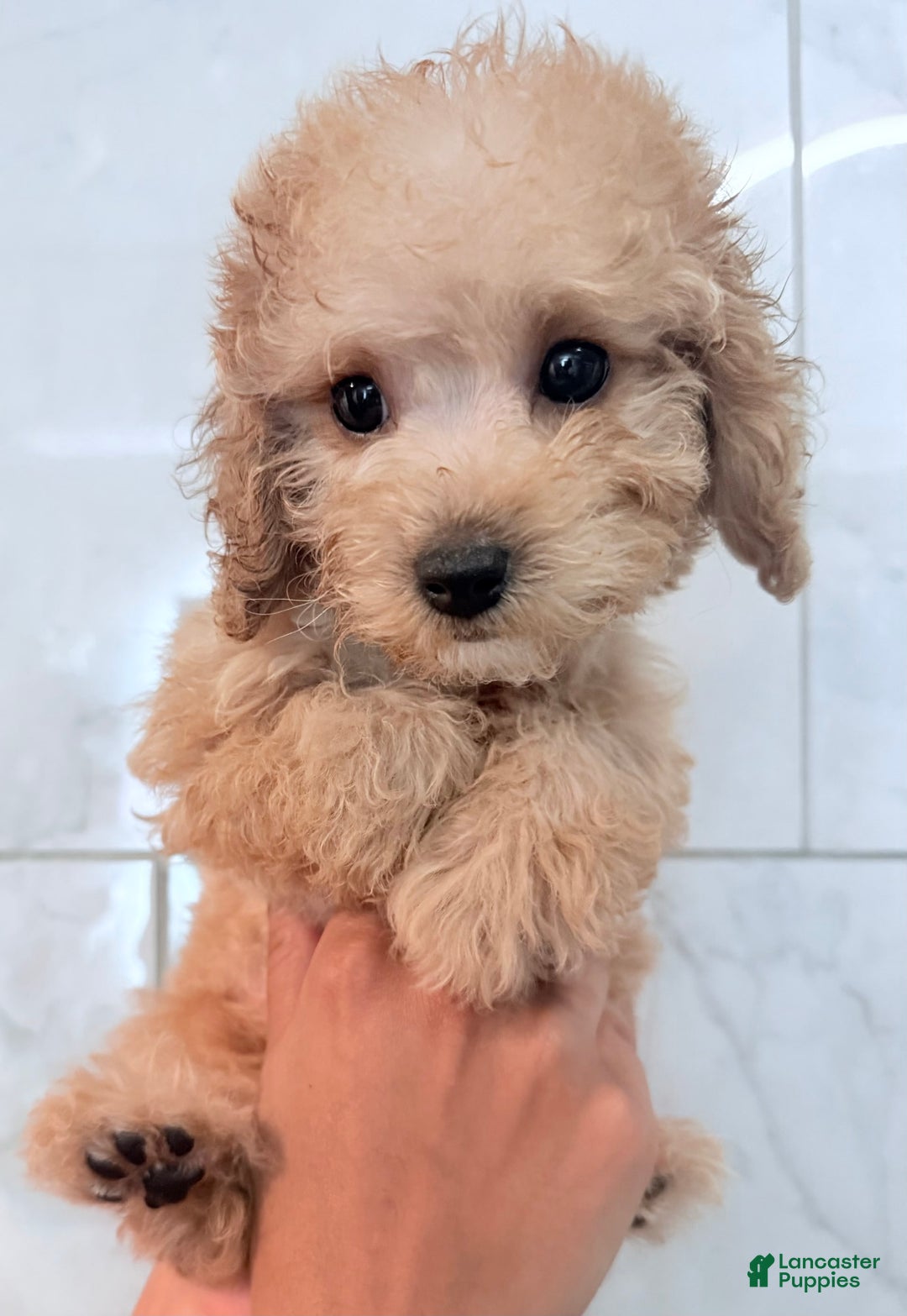 Toy Poodle dogs for sale: Litter available - Image 2