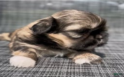 Shih Tzu dogs for sale: Minnie - Image 4