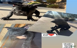 Cane Corso dogs for sale: Red - Image 1