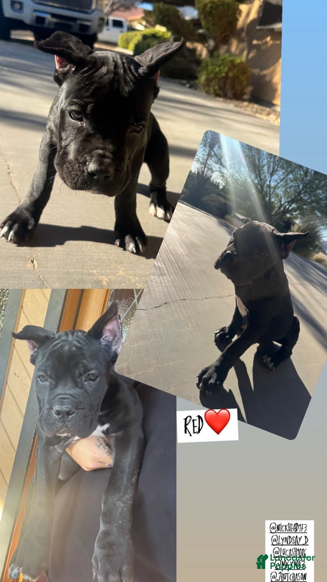 Cane Corso dogs for sale: Red - Image 1